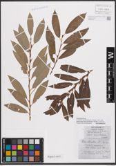 Foto von Salix daphnoides Vill. x Salix purpurea L.